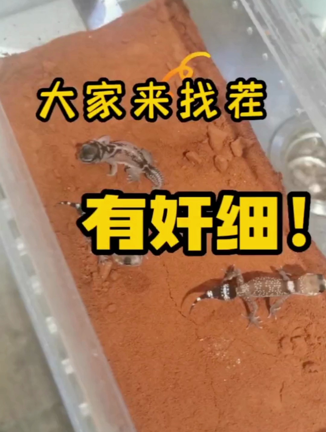 你们知道星点和瘤尾有什么区别吗