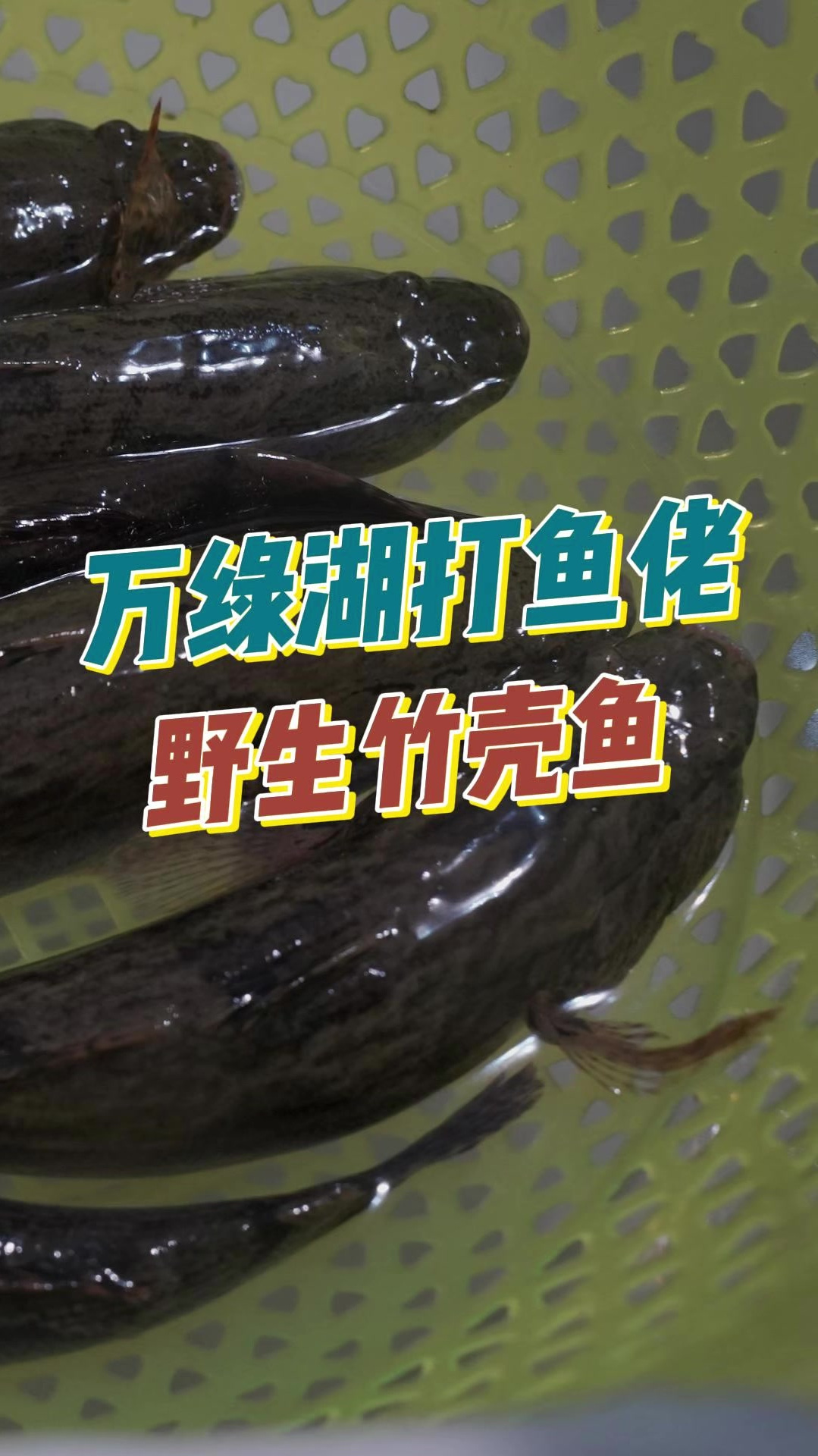 刺少肉嫩的竹壳鱼深受大众喜爱