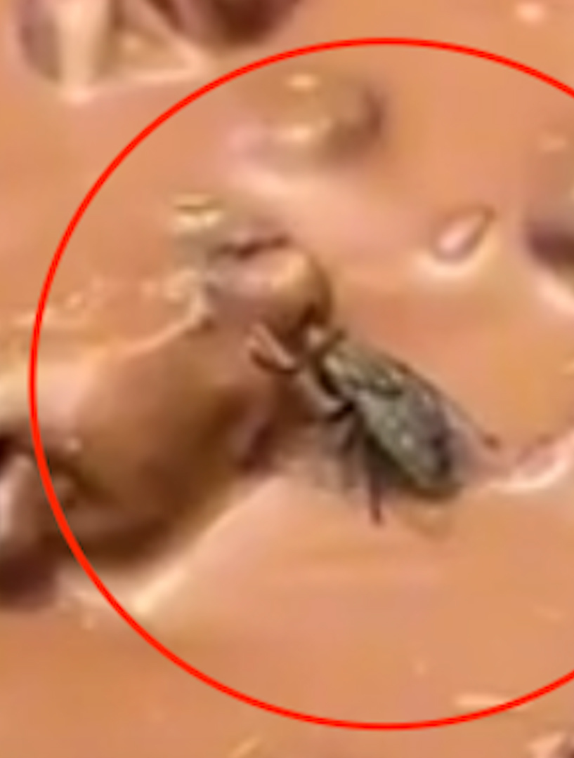 “巧克力界的爱马仕”被曝专柜内苍蝇乱爬 品牌方发布致歉声明