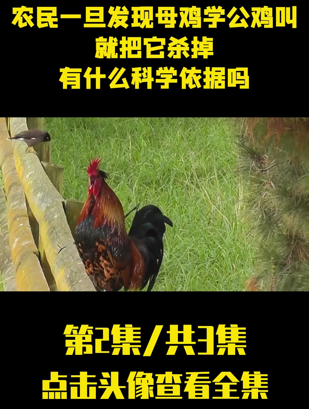 为何农民一旦发现母鸡学公鸡叫,就把它杀掉,有什么科学依据吗?