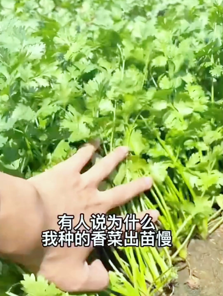 香菜如何种植才能3天出芽?20天采收,有一点很重要90%的人不知道