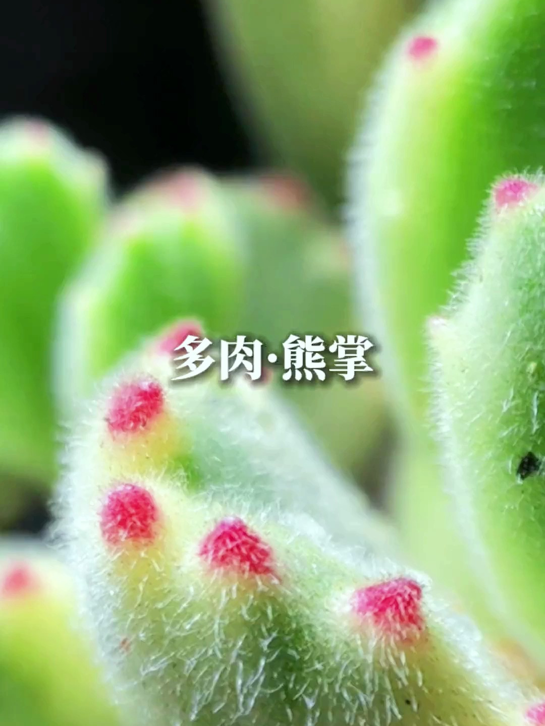 每一个叶片长的和熊的手掌一样可爱 叫做熊掌 也可以叫它熊童子