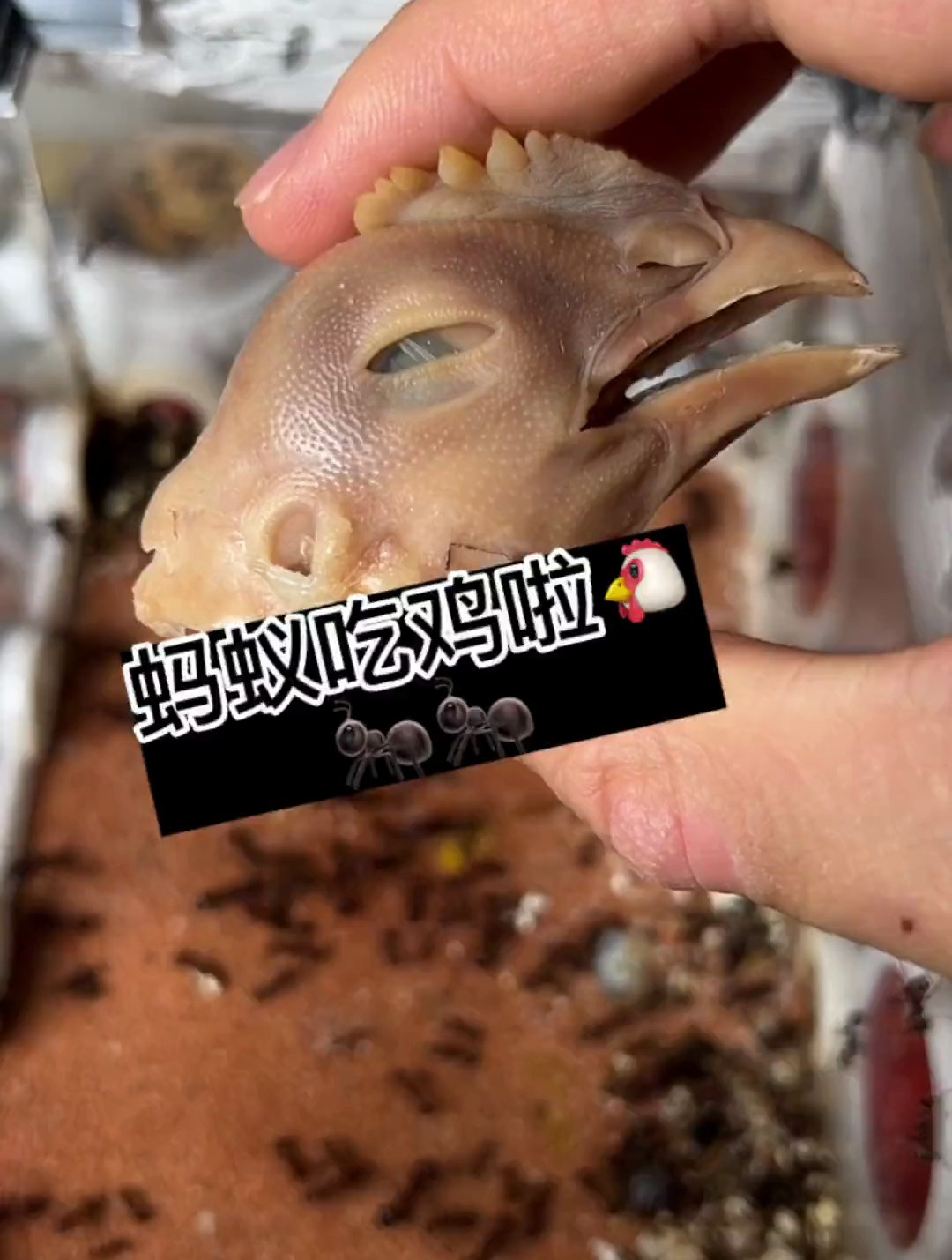 蚂蚁吃鸡头,多久可以给我整一副标本啊