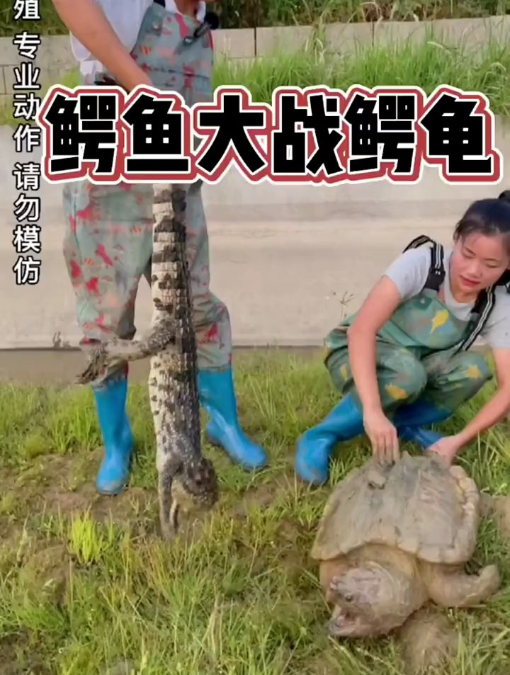 水中两大凶猛霸主“鳄鱼大战鳄龟”到底谁才是真正的王者?