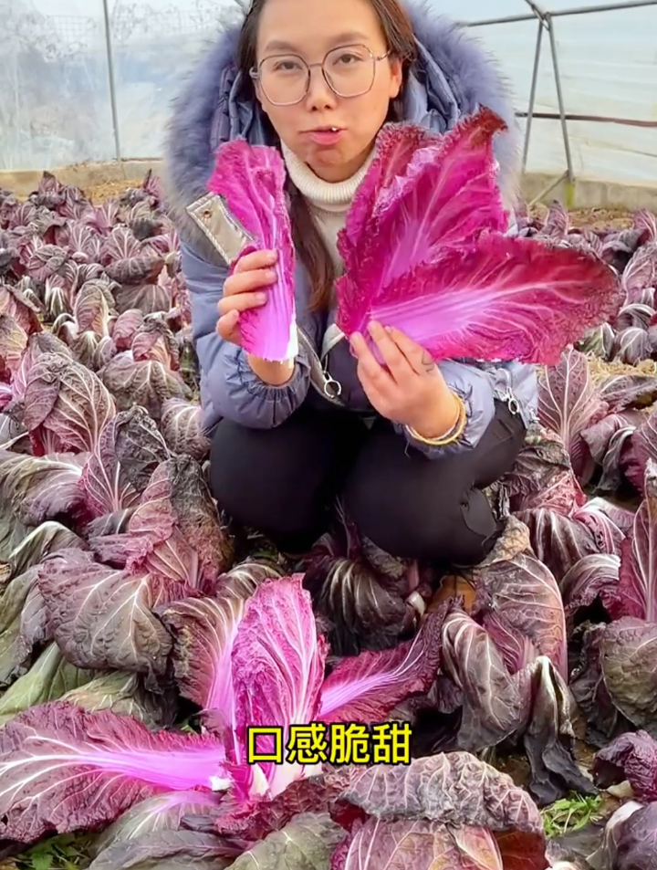 紫白菜该怎么种植,农村媳妇教你2个小技巧,简单种植成活率高!