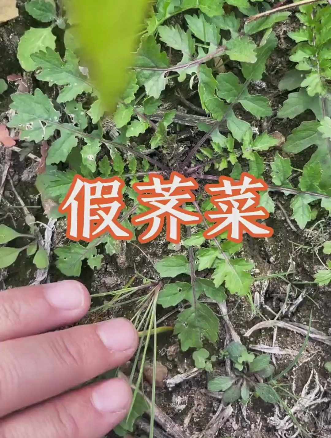 这个植物是蔊菜,也叫它水荠菜