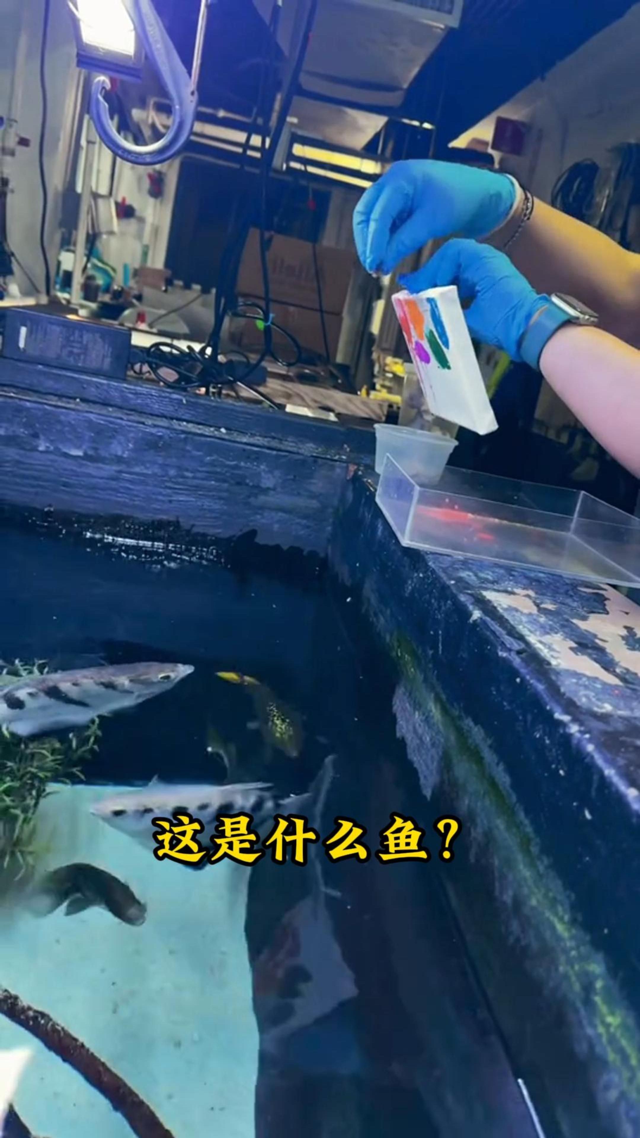 科普17种漂亮好看的鱼，看看认识几种