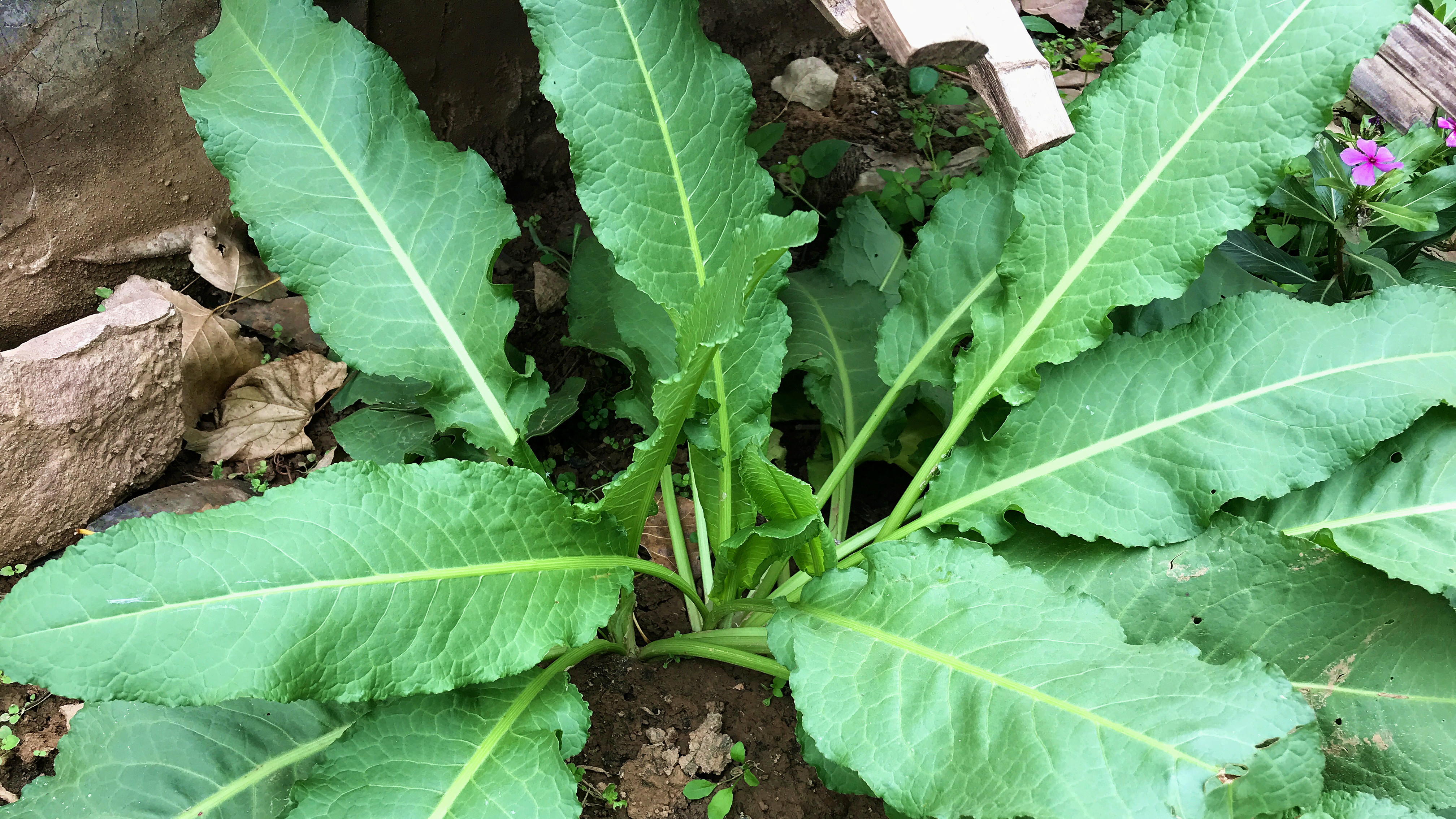 田间野生土大黄俗称“野菠菜”,真能检测土壤含金量吗?