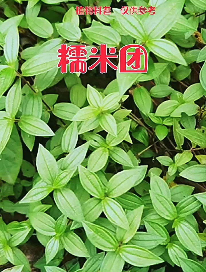 分享百草知识植物:健胃消食片糯米团