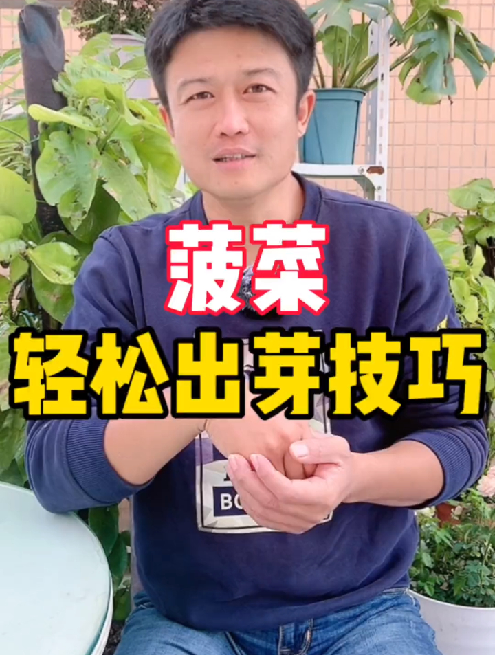 想种菠菜又怕难出芽,不用怕,教你两个小技巧,让你轻松收获