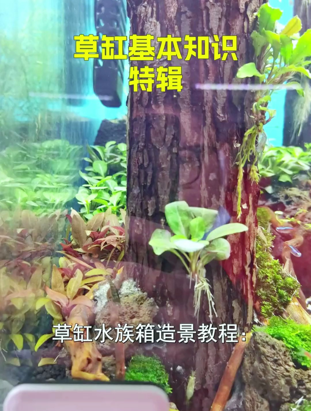 草缸造景教程来啦!学会后就是简单易上手