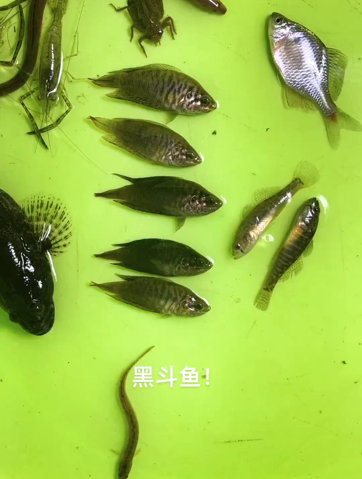 非洲黑斗鱼!养鱼日记 最美原生鱼 野生鱼养殖 野采