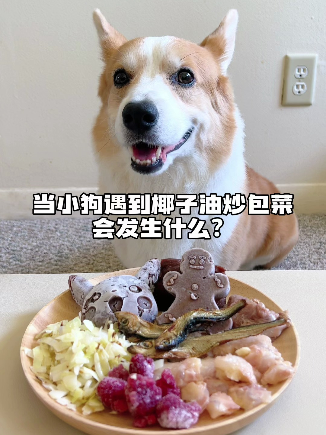 当小狗遇到椰子油炒包菜,会发生什么?