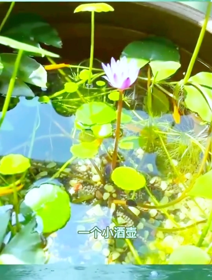 号称“水中圣母”的微莲,放水里就能开花,它的摆放位置你懂吗?