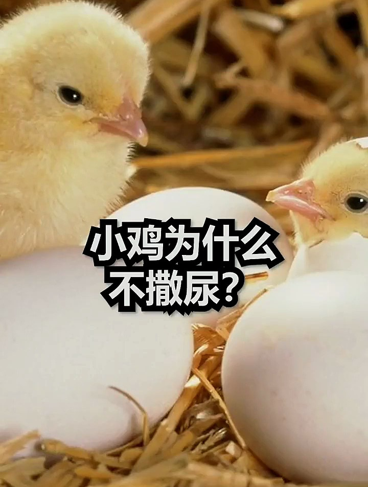 小鸡为什么不撒尿?