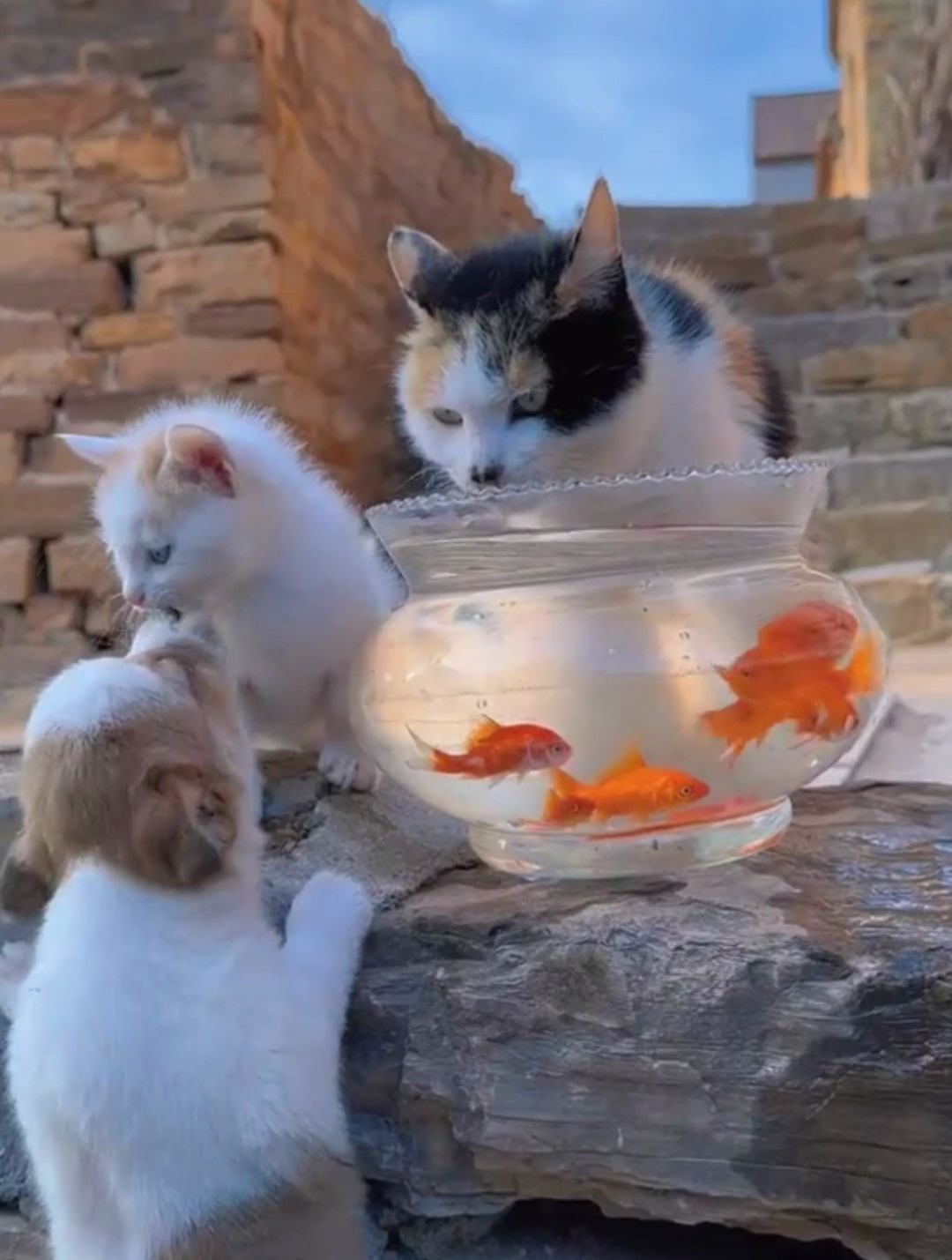 原来猫猫和鱼真的可以和谐相处!