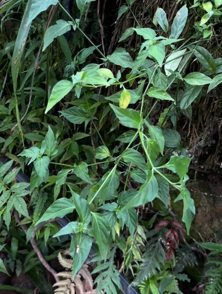 植物科普:这种草已经很稀少了,名字很有意思,它的名字叫狗肝菜