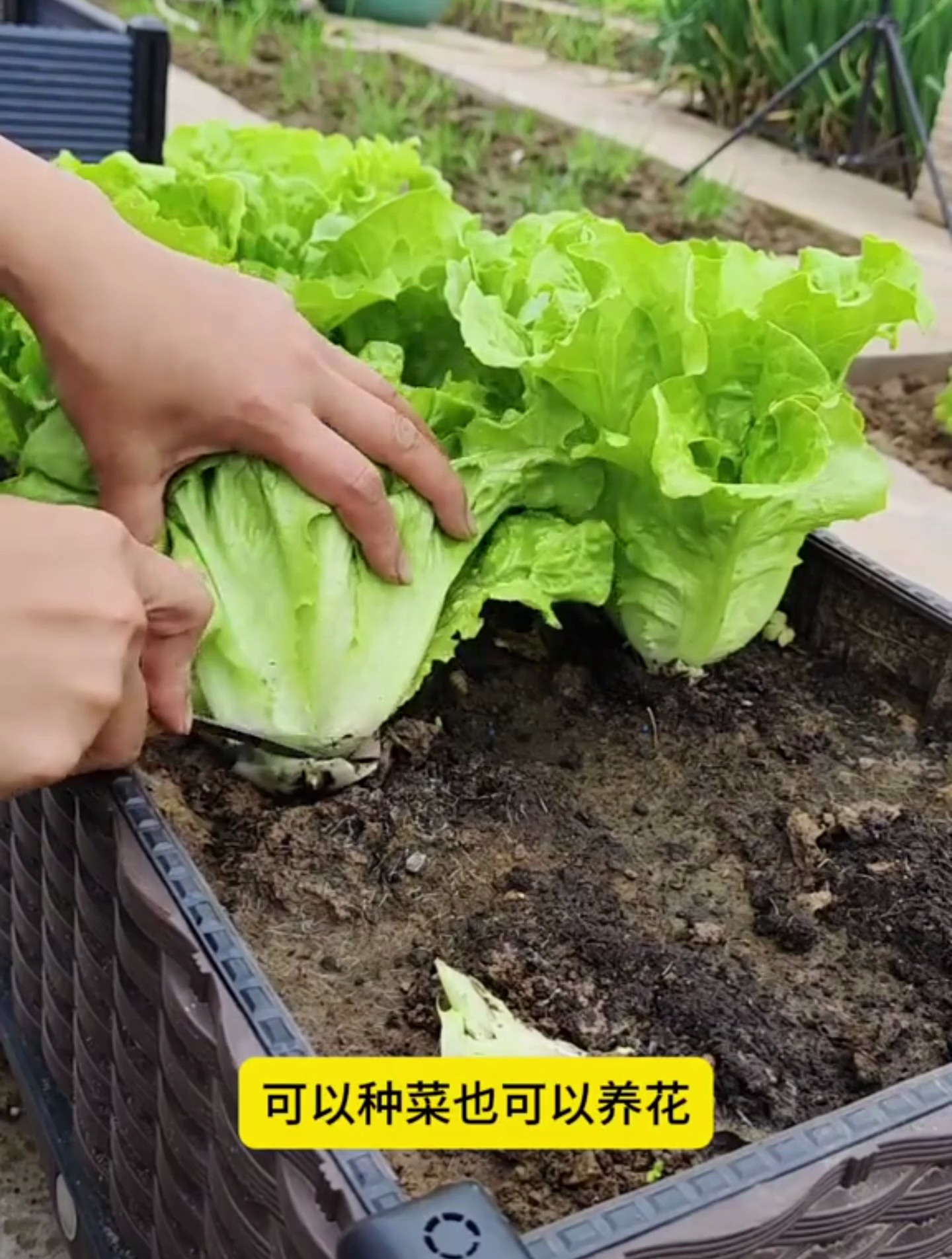 又入手了一个种植箱,外形美观,耐高温不变形,养花种菜都好用