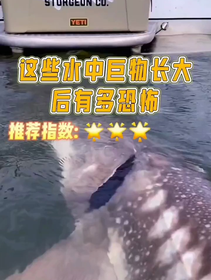 巨骨舌鱼 鲟龙鱼 鲶鱼 这些水中巨物长大后太恐怖了
