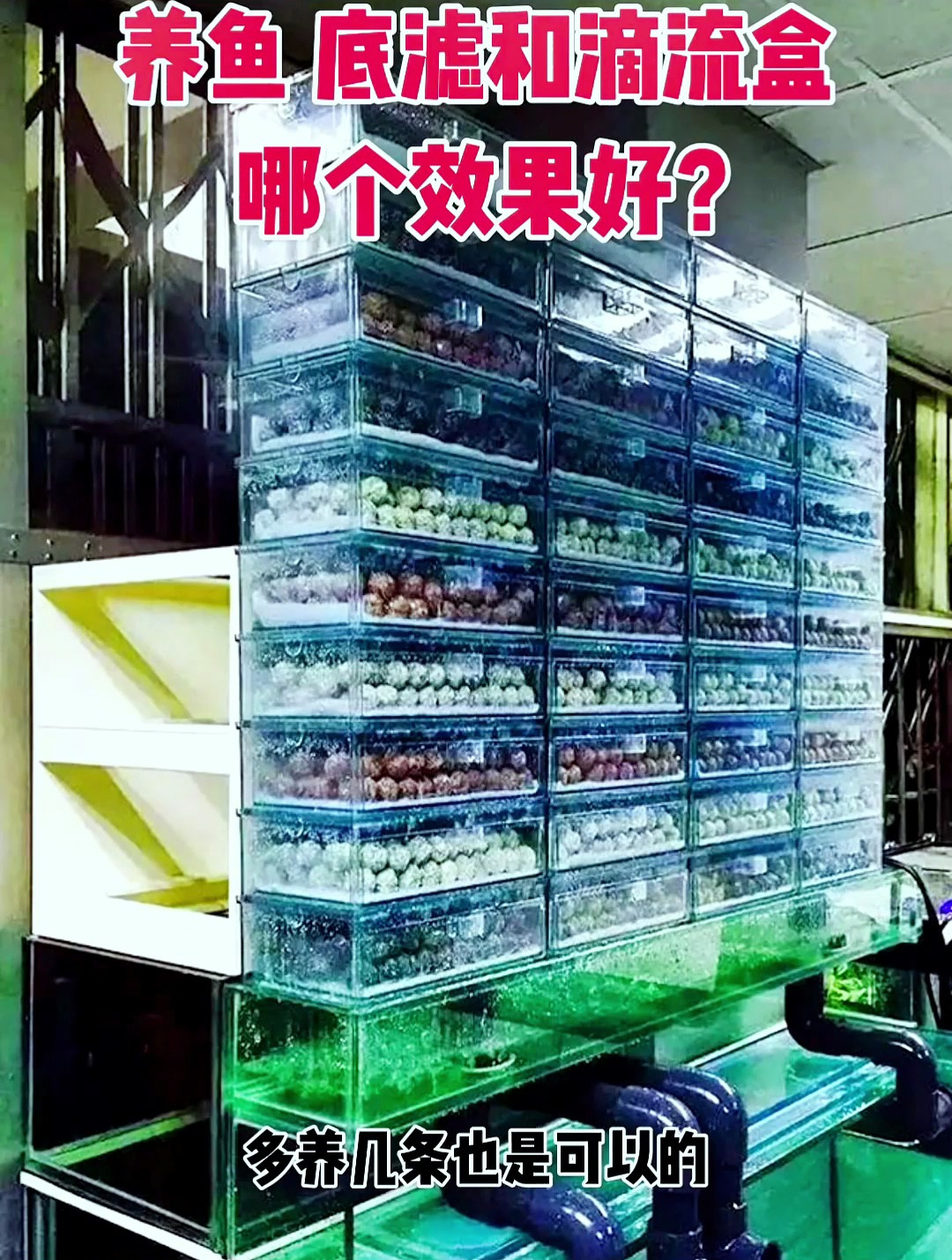 养鱼底滤和滴滤盒哪个效果好?大家可能都有这个误区,看完就懂了