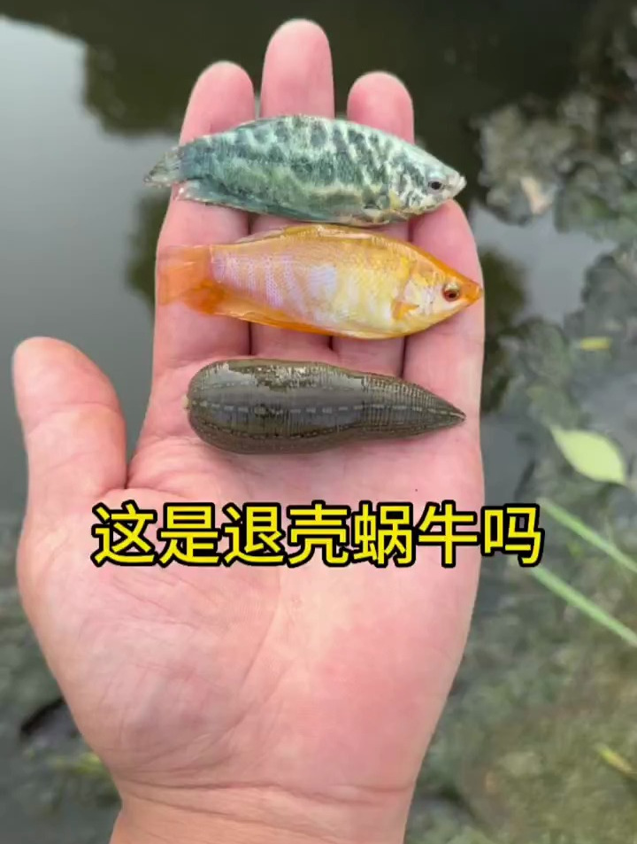 这是褪壳的蜗牛吗