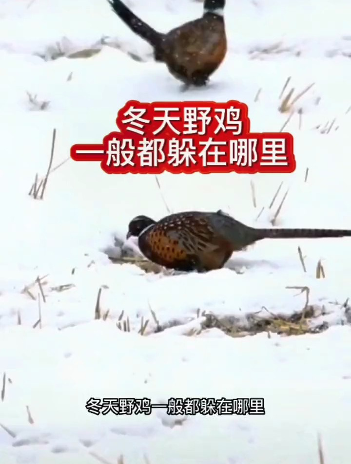 冬天野鸡一般躲在哪?