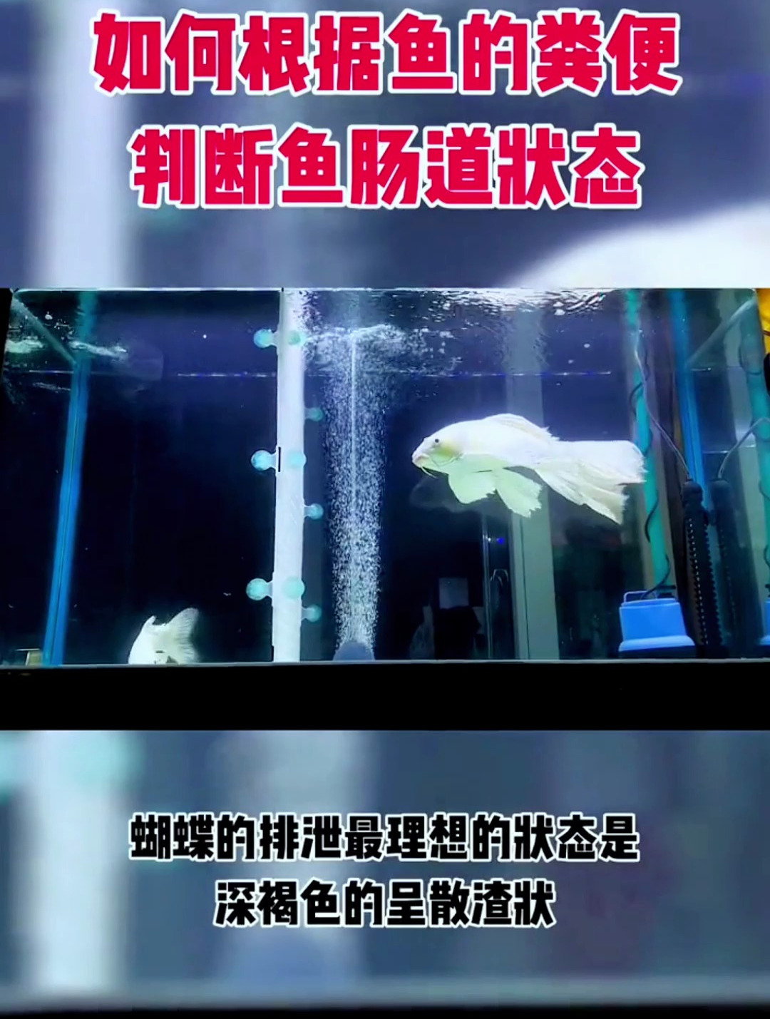 如何根据鱼的粪便判断鱼肠道问题?了解这个还怕鱼儿病了不知道吗