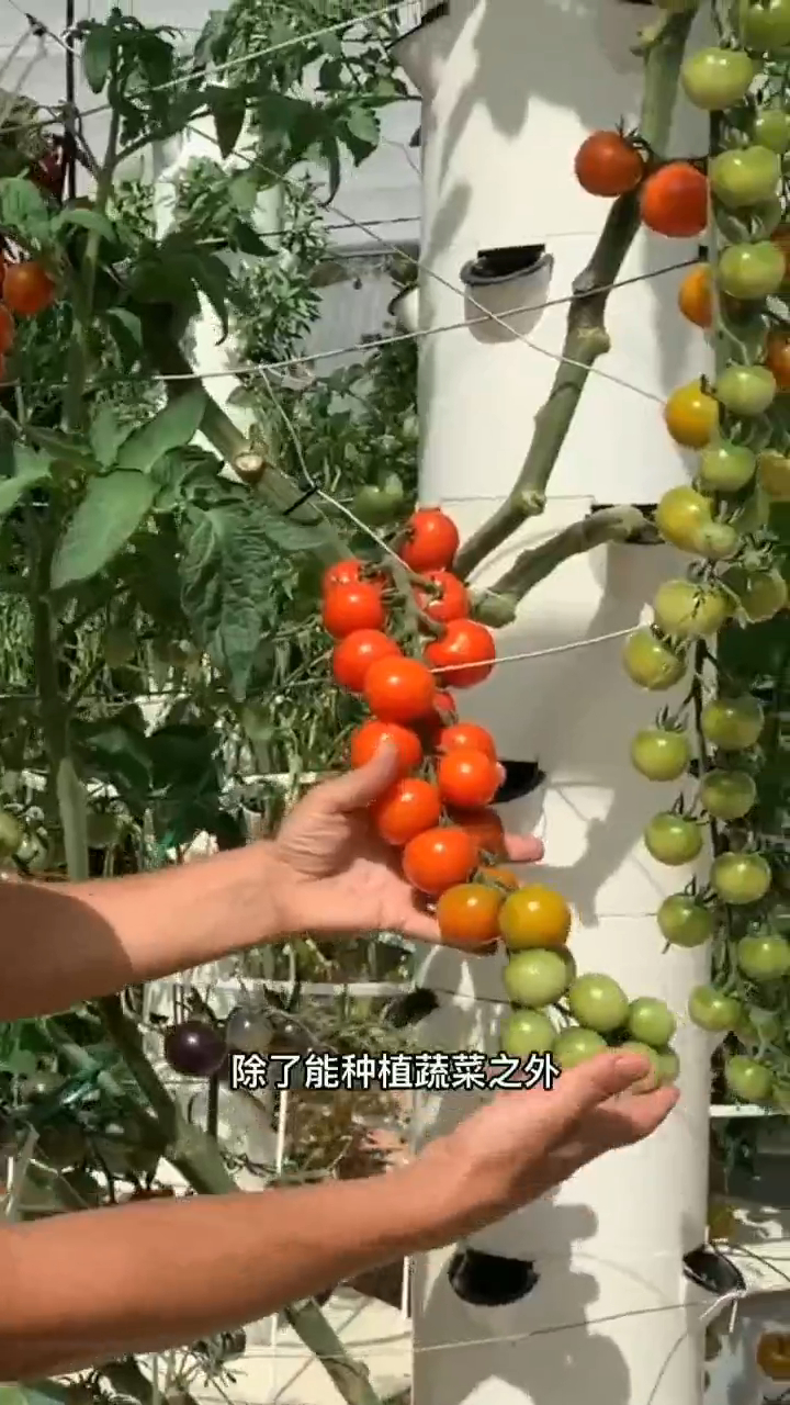 垂直蔬菜种植技术