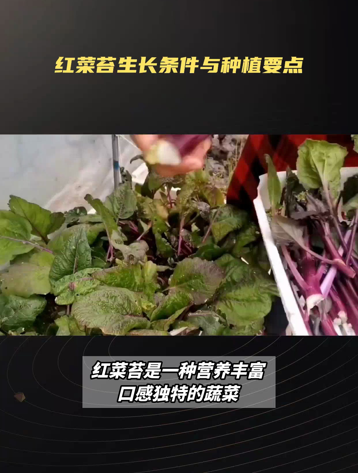 红菜苔的养殖方法:从种子到丰收,一学就会!