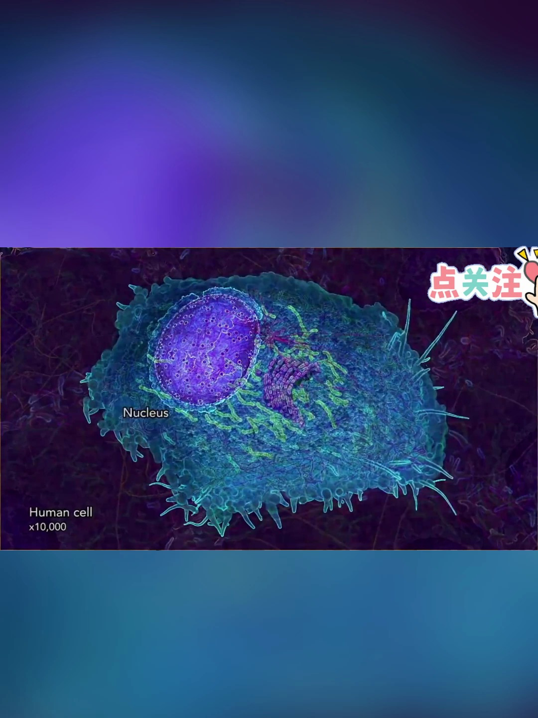 细胞结构:细胞核,遗传和代谢的控制中心