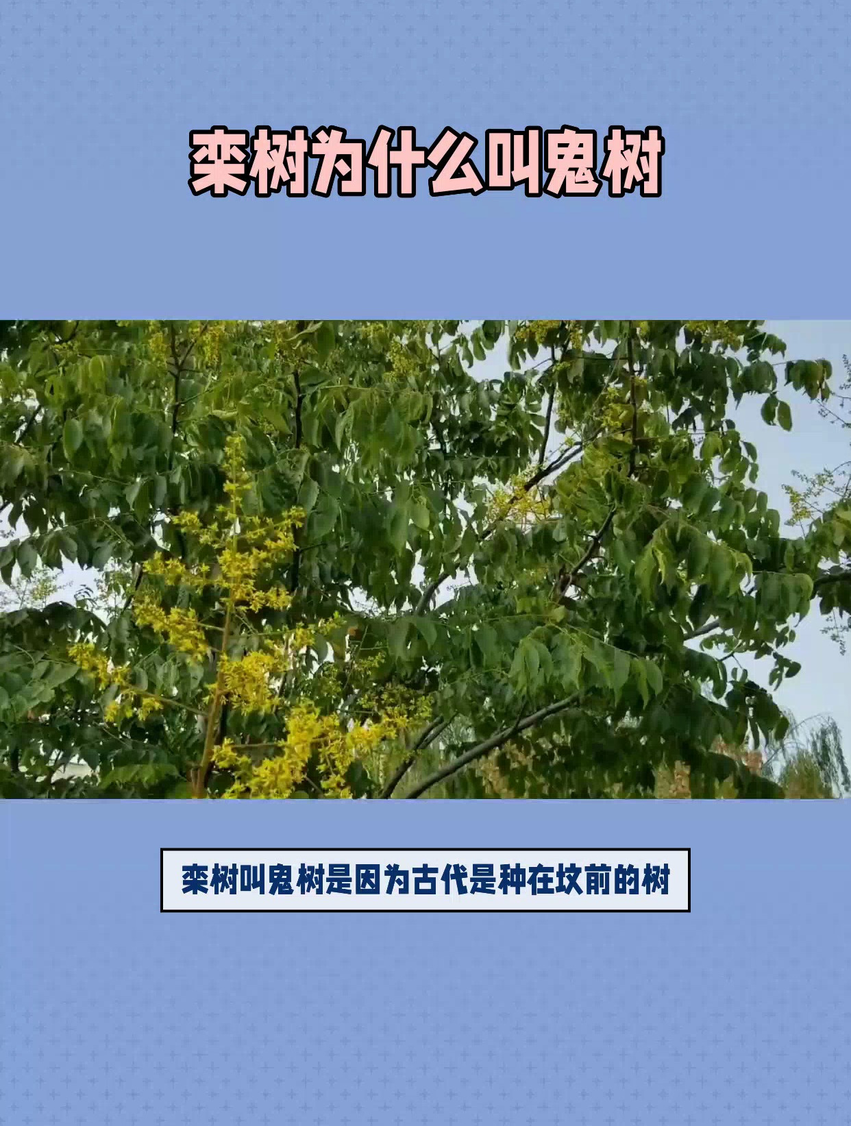 栾树为什么叫鬼树