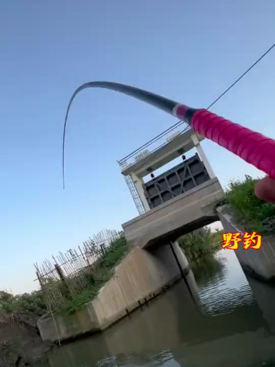 野钓鲤鱼,真实日常