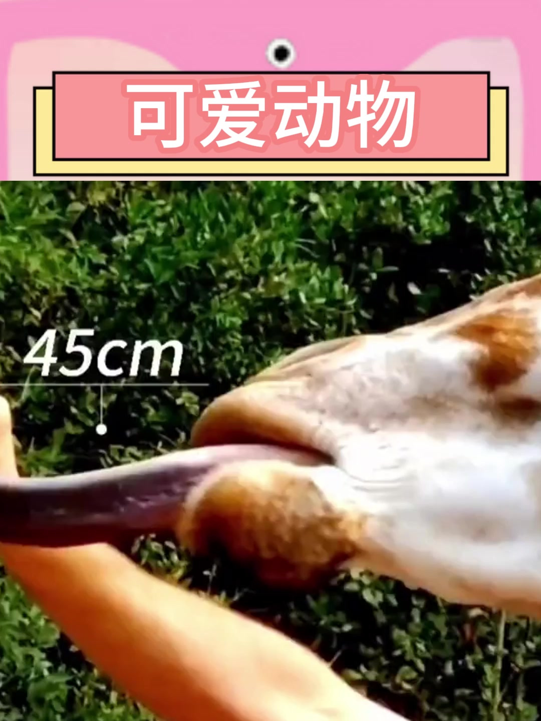舌头最长的十种动物 第一期
