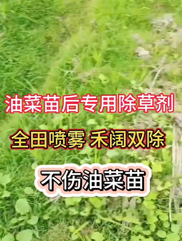 油菜田苗后专用除草剂,封闭未出土的杂草,不伤油菜苗