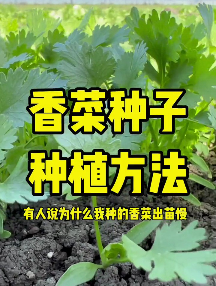 香菜种子种植方法,这样种植出芽快出芽齐,想种香菜的也赶紧试试