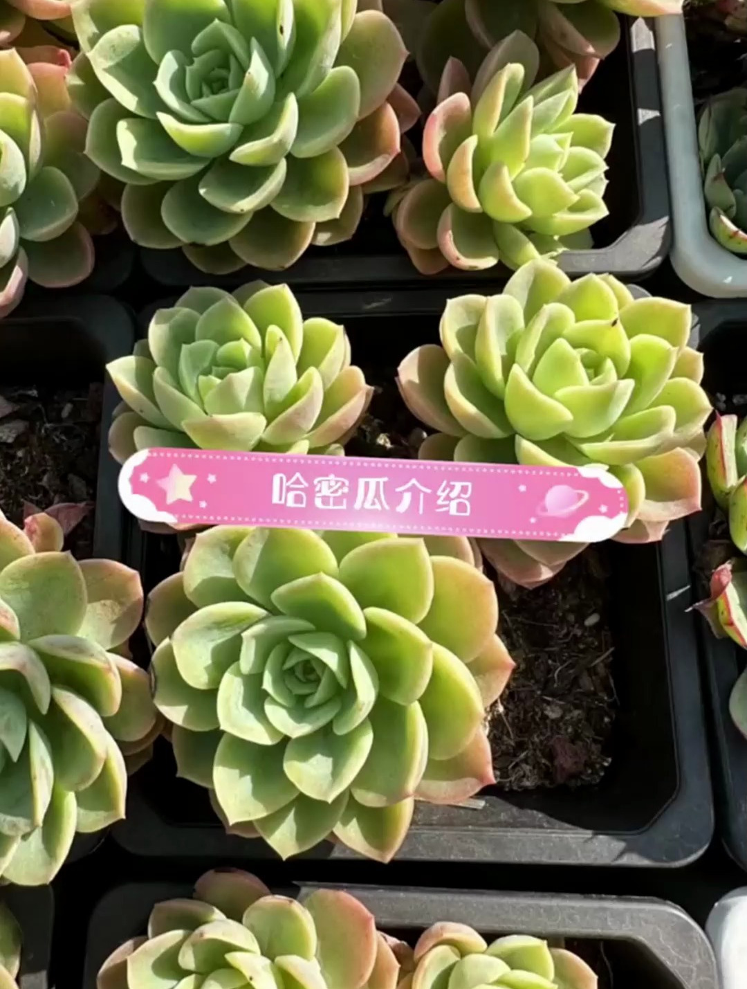 大家认识多肉哈密瓜吗?那我就给大家科普一下,喜欢的赶紧养一盆