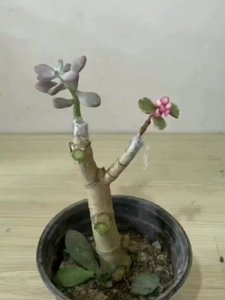 玉树嫁接金枝玉叶和多肉植物,操作简单