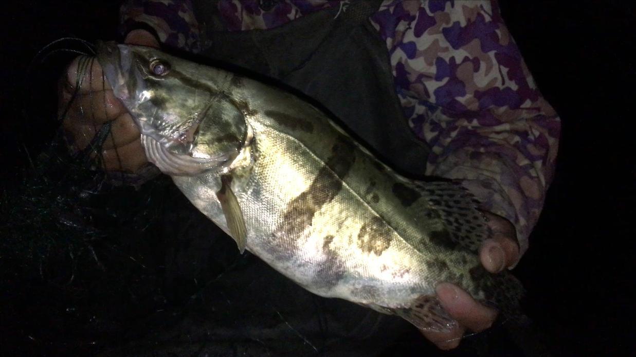 天没亮收渔网,十条网收获十七条野生鳜鱼,每条花纹漂亮个头又大