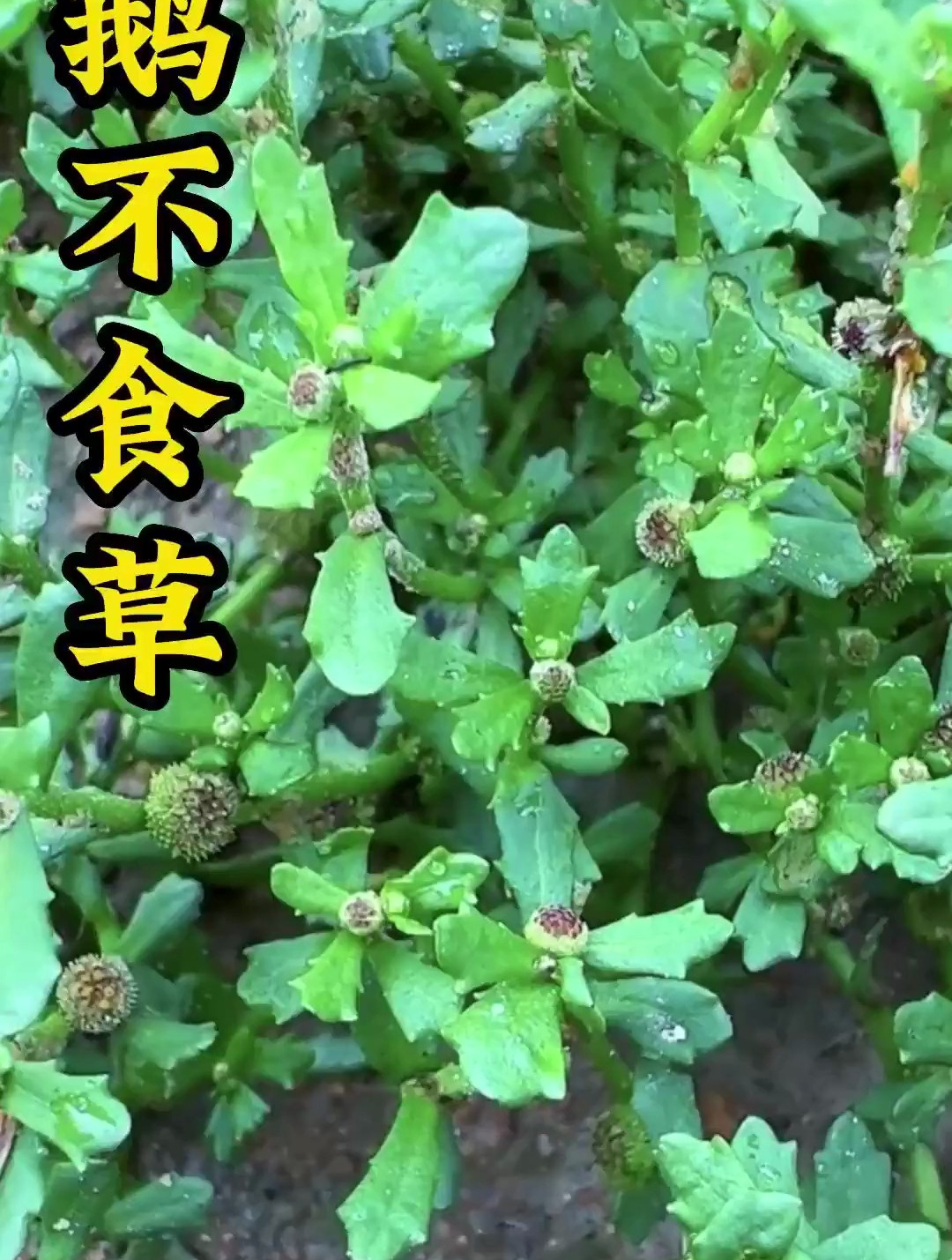 植物科普:我敢肯定,这个草你肯定不认识,你也不知道它的功效