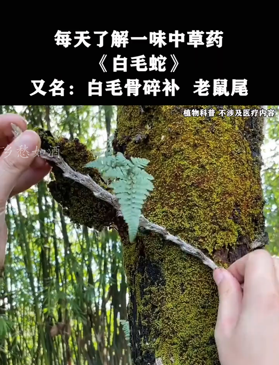 你们那儿有没有见过白毛蛇,也叫白毛骨碎补?