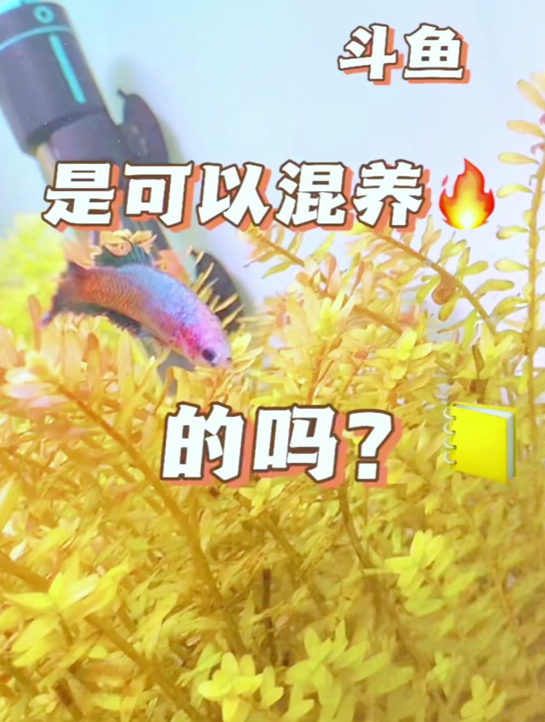 斗鱼可以混养吗?当然可以!不过我这小鱼有点反骨,不配合哈哈!