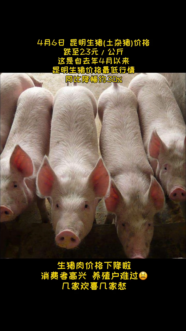 猪肉降价了,吃货开心,养殖户难过