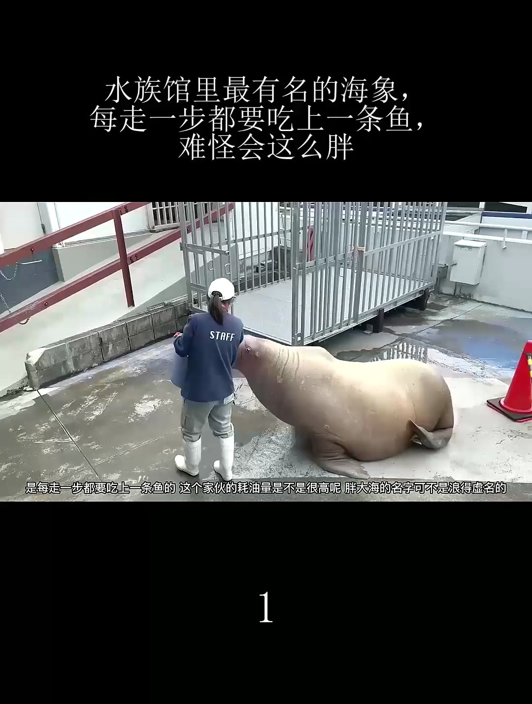 水族馆里最有名的海象,每走一步都要吃上一条鱼,难怪会这么胖
