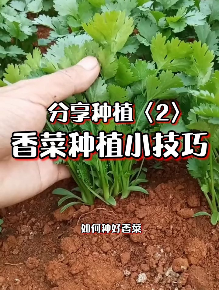 香菜想要种的好,选对品种很重要