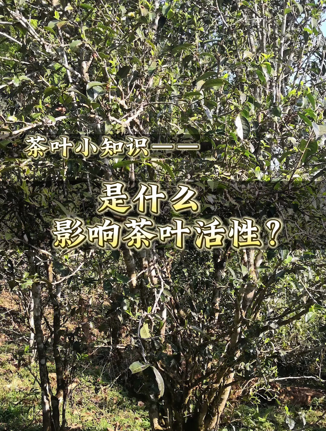 是什么影响茶叶活性?