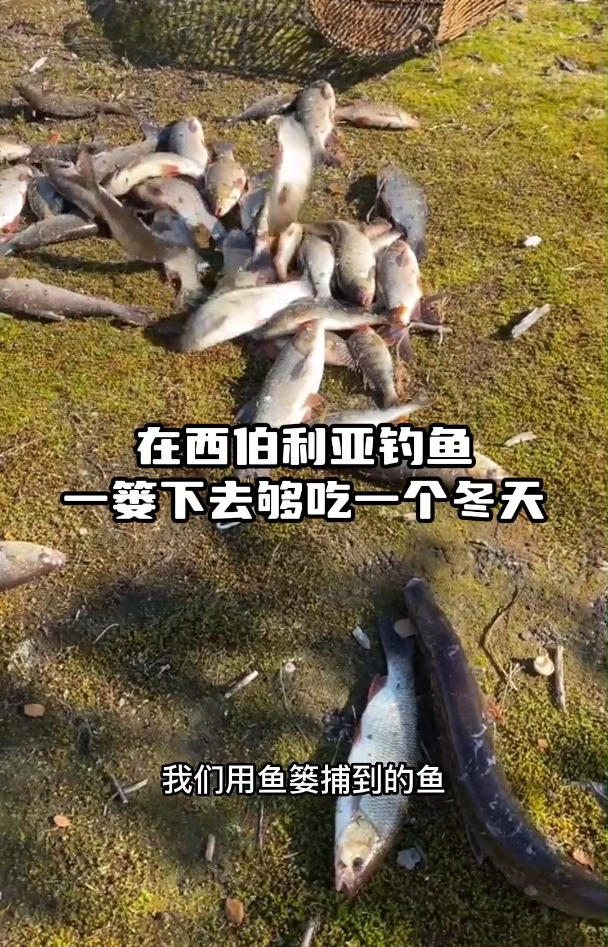 在西伯利亚钓鱼,一篓下去够吃一个冬天