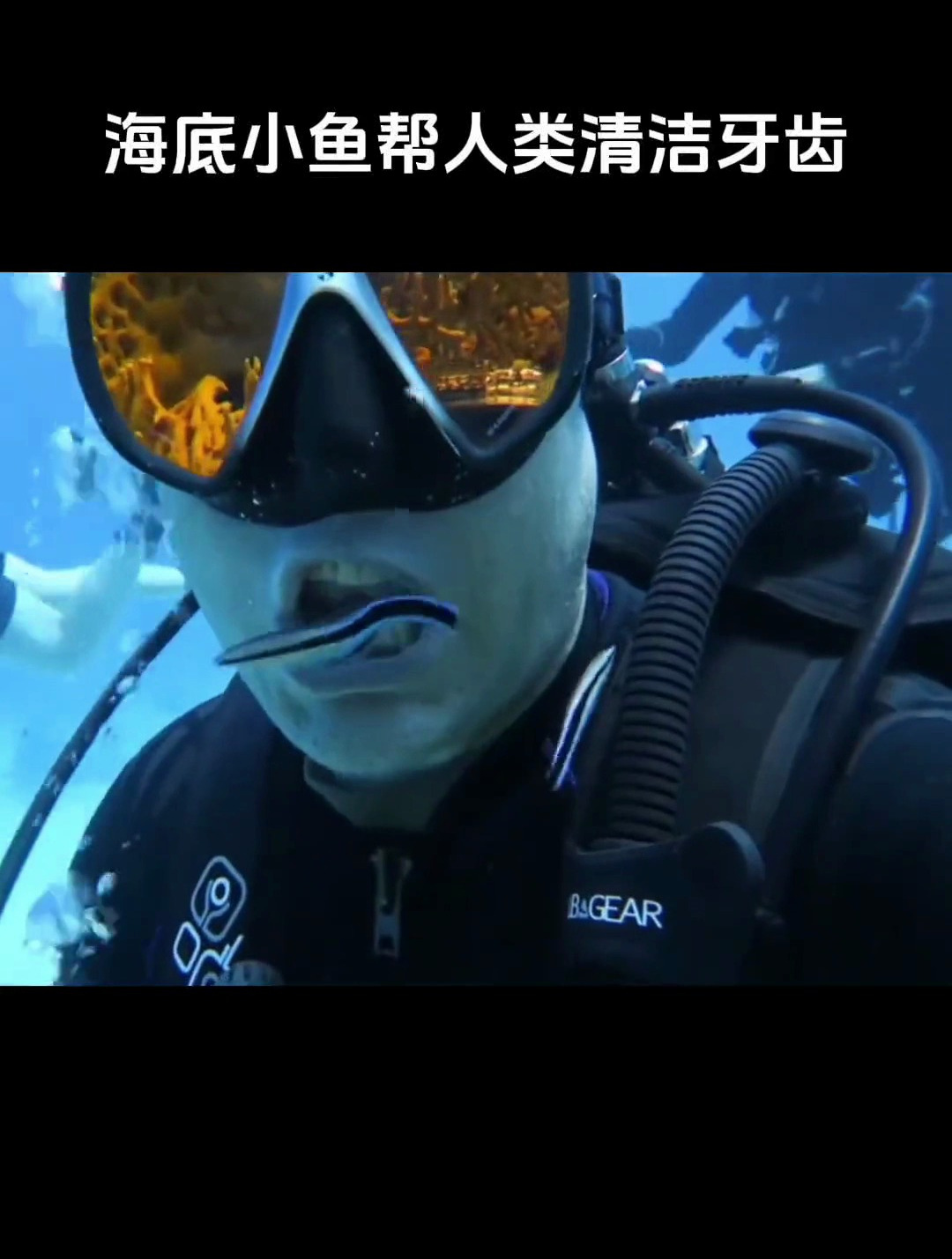 会帮人类清洁牙齿的小鱼 你见过吗 奇闻趣事 涨知识