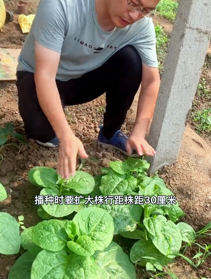 大叶木耳菜清脆好吃掌握2个种植小技巧,在家种几棵爬得比人高!