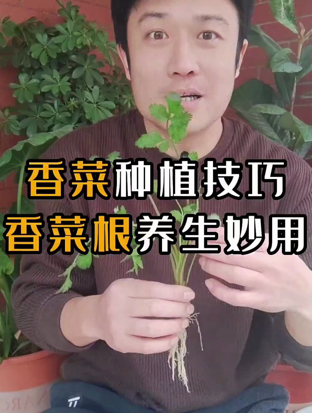 香菜种植技巧方法,倒伏,高脚苗解决方法,如何生长快