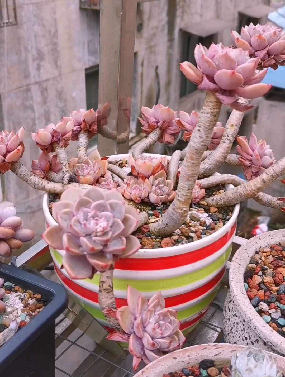 又老又沧桑的多肉——红粉佳人老桩!